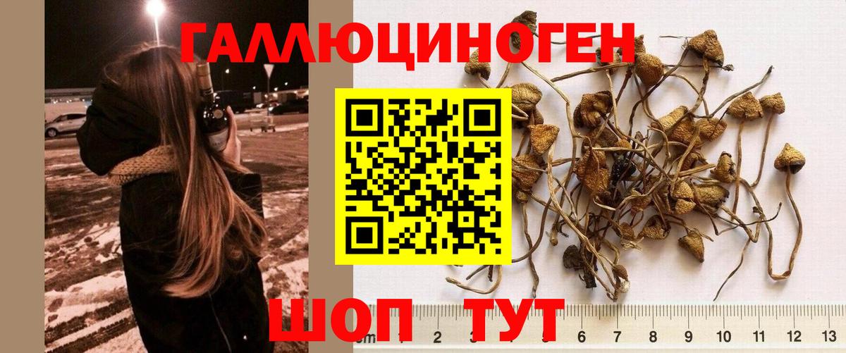 Галлюциногенные грибы Psilocybine cubensis Киселёвск
